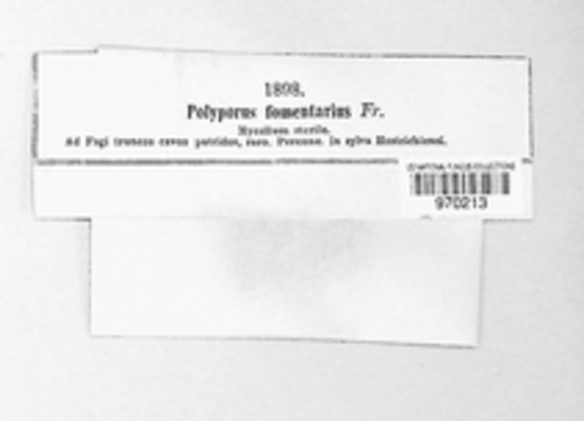 Fomes fomentarius image